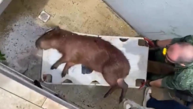 Capivara sedada é retirada da casa de bomba de piscina em condomínio de Jundiaí por equipes de resgate, durante operação de manejo de animal silvestre.