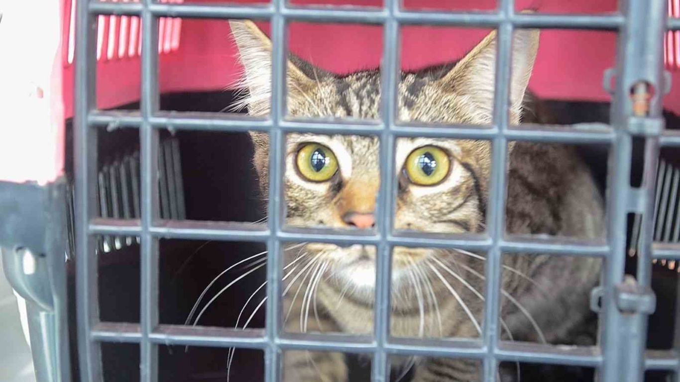 Mutirão de castração avança em Várzea Paulista e ultrapassa 300 animais atendidos