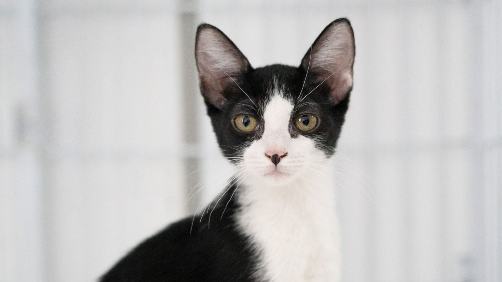 Colônias de gatos em área urbana, com alguns felinos visíveis em meio à vegetação
